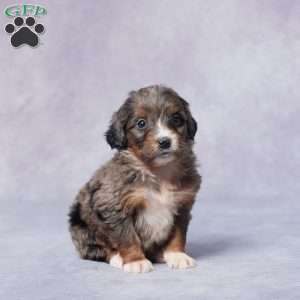 Abby, Mini Bernedoodle Puppy